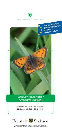 Vorschaubild zum Artikel Großer Feuerfalter (Lycaena dispar)