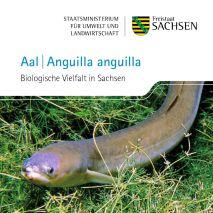 Vorschaubild zum Artikel Aal (Anguilla anguilla) - Heft und Postkarte