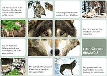 Wolfsspielkarte.jpg