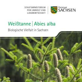 Vorschaubild zum Artikel Weißtanne (Abies alba) - Heft und Postkarte