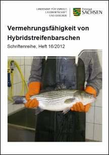 Vorschaubild zum Artikel Vermehrungsfähigkeit von Hybridstreifenbarschen