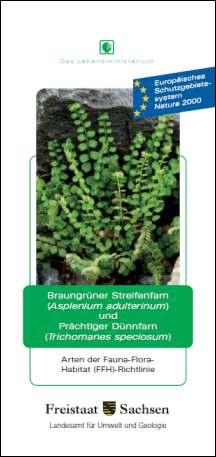 Vorschaubild zum Artikel Braungrüner Streifenfarn und Prächtiger Dünnfarn