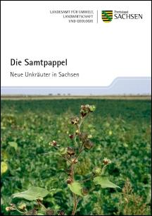 Die Samtpappel