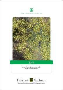 Dill