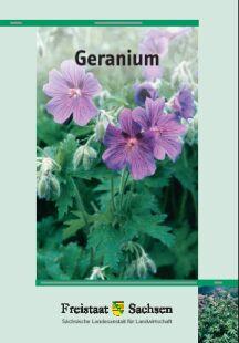 Geranium