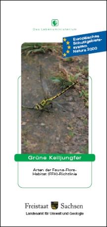 Grüne Keiljungfer