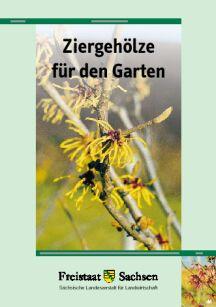 Hamamelis - Ziergehölze für den Garten