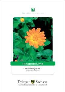 Ringelblume