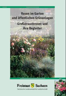 Rosen im Garten und öffentlichen Grünanlagen - Großstrauchrosen und ihre Begleiter