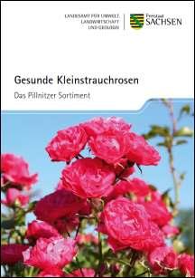 Gesunde Kleinstrauchrosen