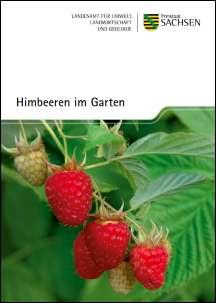 Himbeeren im Garten