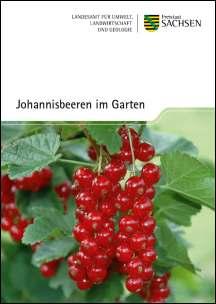 Vorschaubild zum Artikel Johannisbeeren im Garten