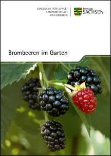 Brombeeren im Garten