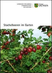 Vorschaubild zum Artikel Stachelbeeren im Garten