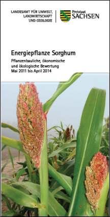 Energiepflanze Sorghum