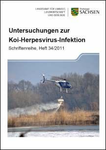 Vorschaubild zum Artikel Untersuchungen zur Koi-Herpesvirus-Infektion