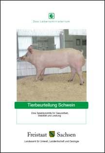 Tierbeurteilung Schwein Bild