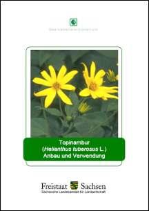 Topinambur (Helianthus tuberosus L.) Bild