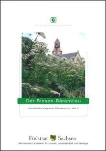 Der Riesen-Bärenklau