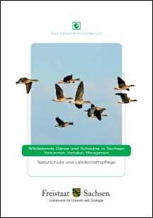 Wildlebende Gänse und Schwäne in Sachsen