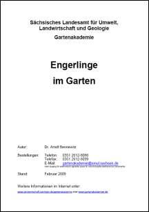 Engerlinge