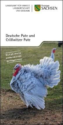 Deutsche Pute und Cröllwitzer Pute