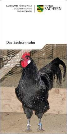 Vorschaubild zum Artikel Das Sachsenhuhn