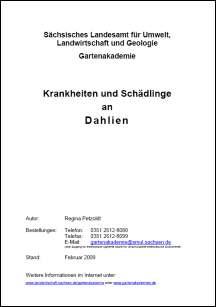 Krankheiten und Schädlinge an Dahlien