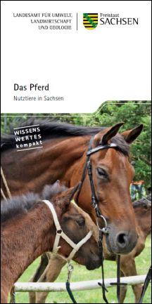 Das Pferd