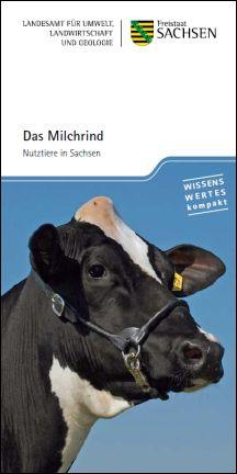 Das Milchrind