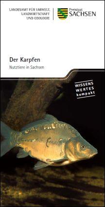 Der Karpfen