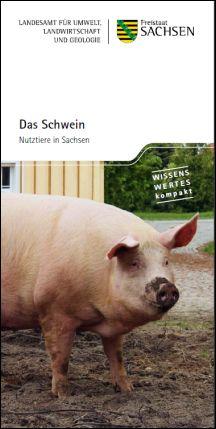 Das Schwein