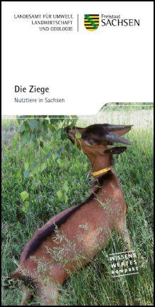 Die Ziege