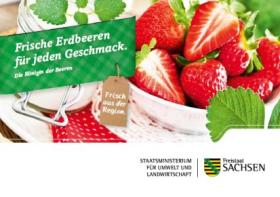 Frische Erdbeeren für jeden Geschmack