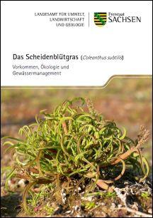 Vorschaubild zum Artikel Das Scheidenblütgras (Coleanthus subtilis)