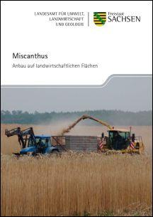 Miscanthus