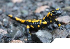 Feuersalamander