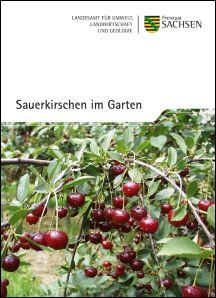 Vorschaubild zum Artikel Sauerkirschen im Garten