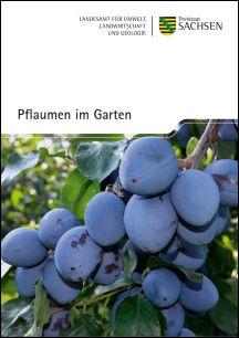 Pflaumen im Garten