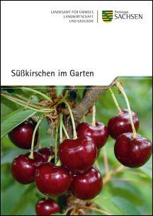 Süßkirschen im Garten