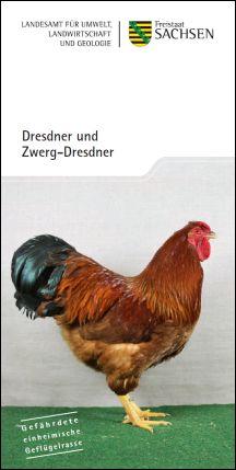 Dresdner und Zwerg-Dresdner