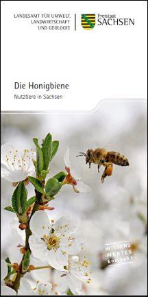 Die Honigbiene