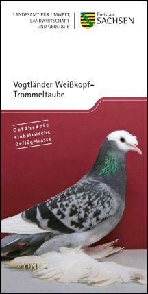 Vorschaubild zum Artikel Vogtländer Weißkopf-Trommeltaube