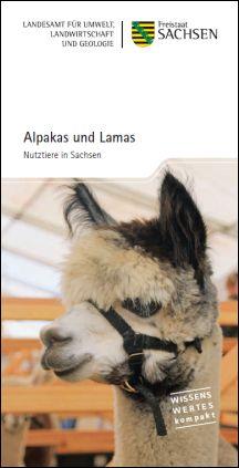 Alpakas und Lamas