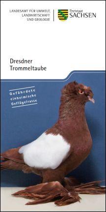 Dresdner Trommeltaube