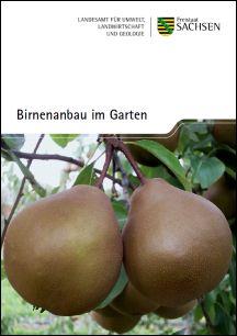 Birnenanbau im Garten