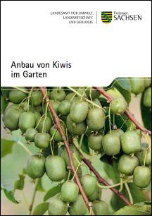 Anbau von Kiwis im Garten