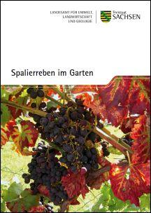 Spalierreben im Garten