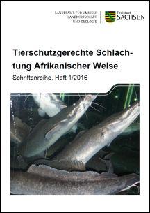 Tierschutzgerechte Schlachtung Afrikanischer Welse