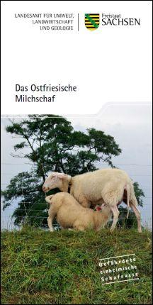 Das Ostfriesische Milchschaf